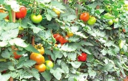 红板栗南瓜种种植技术