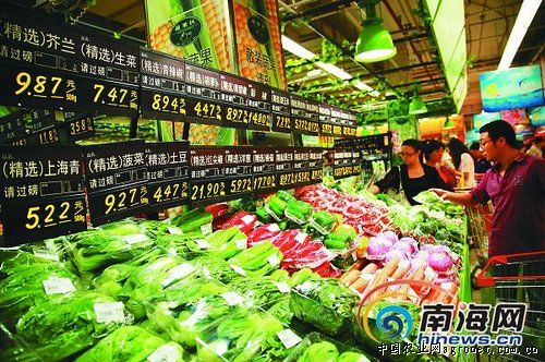 金峰系列白菜市场价格