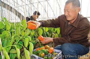 黄须菜种植技术