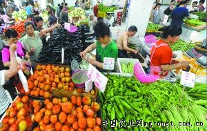 韩国绿萝卜种子公司