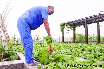 广州芥蓝施肥技术