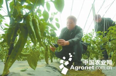 碧丰四季豆种植技术