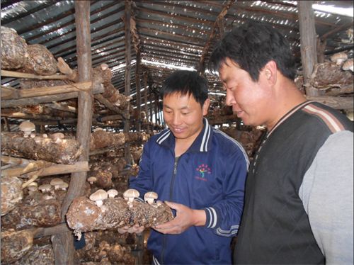 2019年缅甸玉米批发市场