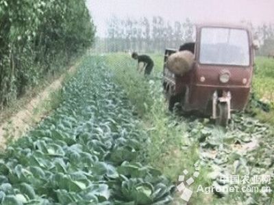黄中皇白菜育种技术