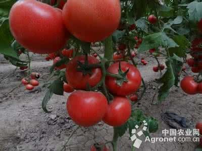越夏番茄夏朗贮藏方法