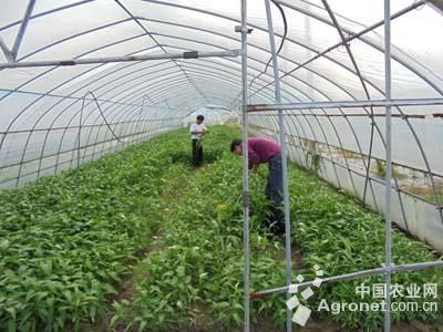 罗拉西红柿育种技术
