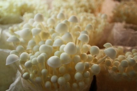 金钱菇种植周期