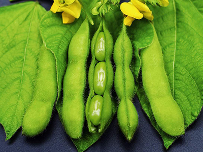 贝贝南瓜的籽可以种吗