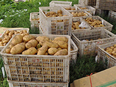 土豆市场批发价格