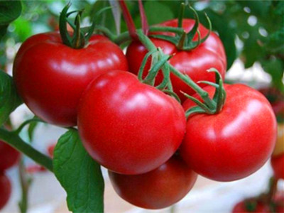千禧小番茄种植视频