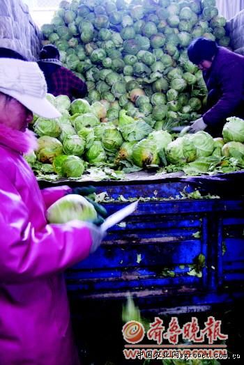 安徽岳西创新模式助高山蔬菜产业发展
