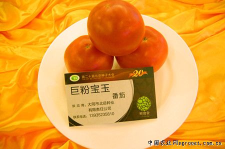 五色小番茄种子公司