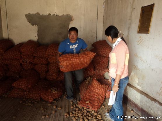 黄心红薯多少钱一斤