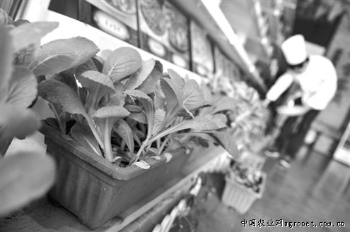 玻璃翠芹菜种植技术