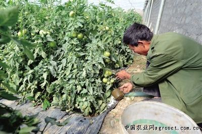 冀张薯8号土豆种植技术