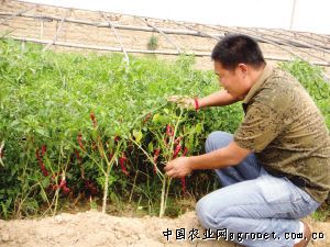 刀豆种植技术视频