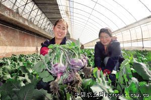 桂垦09—11木薯种子公司