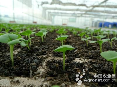 扁豆栽培技术