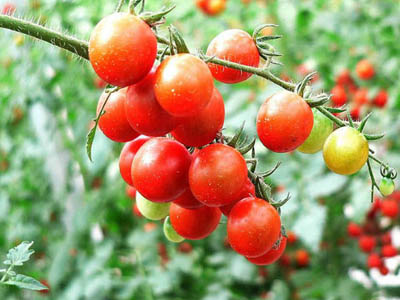 粉贝娜720西红柿种子公司