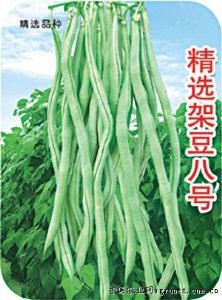 供应精选架豆八号—菜豆种子