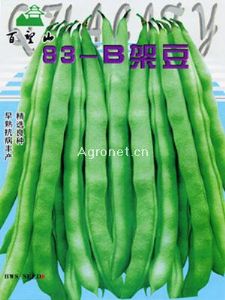 83-B架豆种子