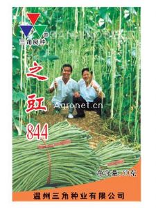 供应之豇844—豇豆种子