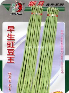 供应早生豇豆王—豇豆种子