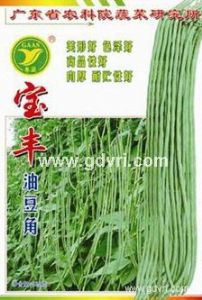 供应宝丰油豆角－豇豆种子