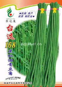 供应台选168黑仁油青豆角——豆角种子