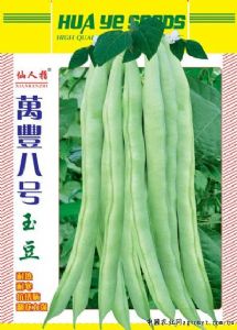 供应万丰八号玉豆—菜豆种子