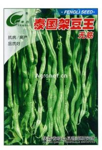 供应泰国架豆王—菜豆种子