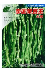 供应泰国架豆王—菜豆种子