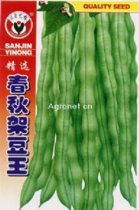 供应春秋架豆王—菜豆种子