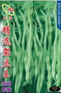 供应精选架豆王—菜豆种子