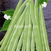 供应白花四季豆—菜豆种子