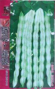 供应播芸.新秀—菜豆种子