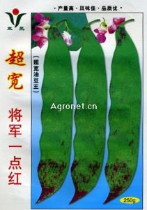 供应超宽将军一点红—菜豆种子