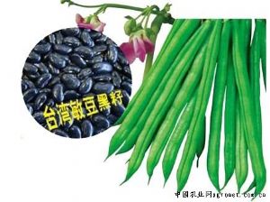 供应玉豆268—菜豆种子