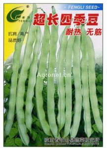 供应超长四季豆—菜豆种子