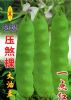 供应大油豆—菜豆种子