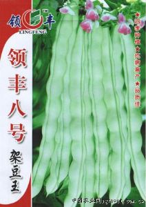 供应领丰八号架豆王—菜豆种子