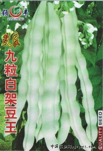 供应改良九粒白架豆王—菜豆种子