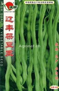 供应辽丰架豆王——架豆种子