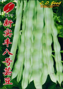 供应新实丰八号芸豆—菜豆种子