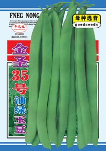 供应金圣35号油绿玉豆—菜豆种子