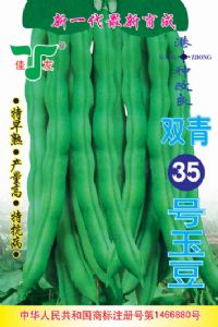 供应港种改良双青35号玉豆—菜豆种子