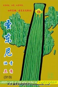 供应【正源】圣东尼油青豆角（313）—豇豆种子