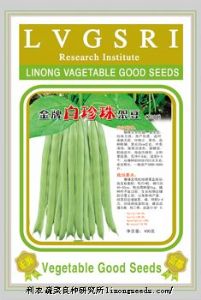 供应【正源】金牌白珍珠(z388)—菜豆种子