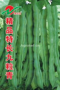 供应菜豆种子（九粒青）