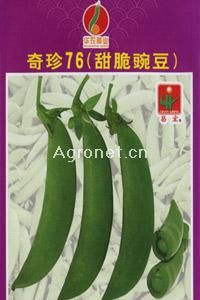 供应奇珍76（甜脆豌豆）—豌豆种子